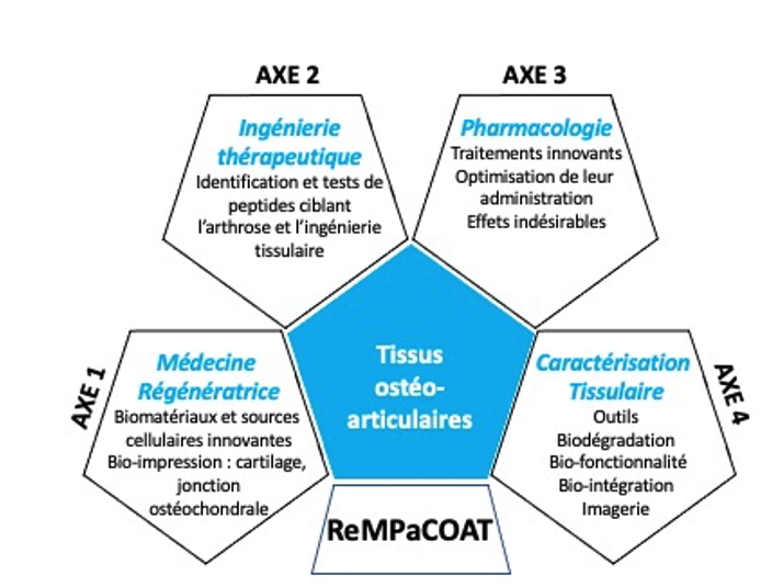 Diagram representing the four research axes of the ReMPaCOAT team. Axis 1 concerns regenerative medicine with the study and use of biomaterials, innovative cellular sources and cartilage bio-printing and osteochondral junction. The second axis concerns therapeutic engineering with the identification and testing of peptides targeting osteoarthritis as well as the use of cellular engineering. The third axis deals with pharmacology with innovative treatments and optimization of their administration as well as the study and limitation of adverse effects. The fourth and final axis focuses on cellular characterization using imaging and the study of biodegradation, bio-functionality and bio-integration.