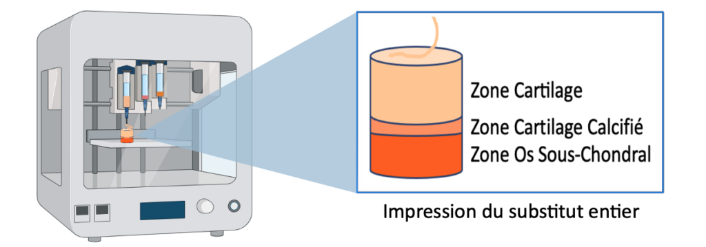 Diagram representing a bio-impression of a cartilaginous substitute with a zone of cartilage on a zone of calcified cartilage resting itself on an area of subchondral bone.