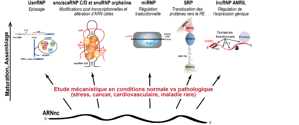 This illustration shows various families of RNP complexes that are formed with non-coding RNAs (ncRNAs), as well as their respective functions within the cell.
UsnRNP is involved in the splicing of pre-messenger RNAs.
SnoRNP/ScaRNP are responsible for the post-transcriptional modification of target RNAs.
The miRNP regulates the translation of messenger RNAs.
SRP directs protein translocation to the endoplasmic reticulum.
LncRNP ANRIL modulates gene expression.