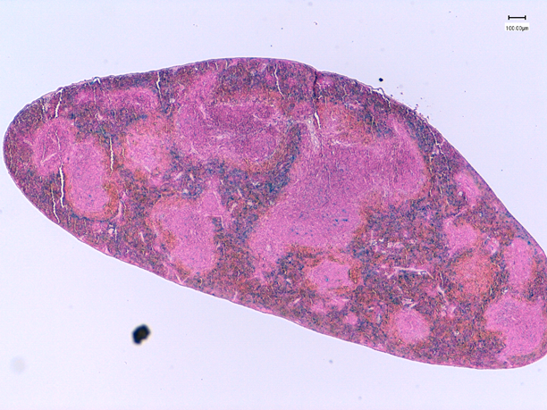 Coupe histologique de rate de souris colorée au bleu de prusse.